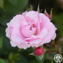 John Davis -HEIRLOOM ROSES Sales John Davis 22