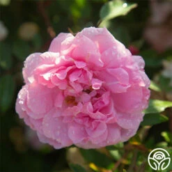 John Davis -HEIRLOOM ROSES Sales John Davis 23