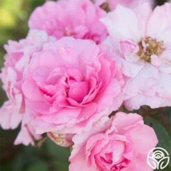 John Davis -HEIRLOOM ROSES Sales John Davis 25