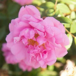 John Davis -HEIRLOOM ROSES Sales John Davis 26