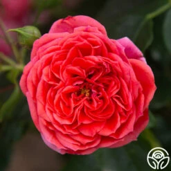 Veranda® Jolie -HEIRLOOM ROSES Sales Jolie Veranda 24