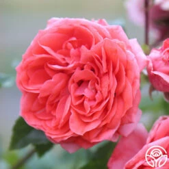 Veranda® Jolie -HEIRLOOM ROSES Sales Jolie Veranda 4