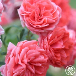 Veranda® Jolie -HEIRLOOM ROSES Sales Jolie Veranda 5
