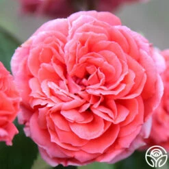 Veranda® Jolie -HEIRLOOM ROSES Sales Jolie Veranda 8