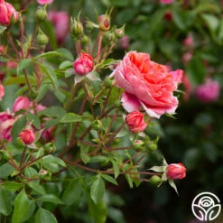 Veranda® Jolie -HEIRLOOM ROSES Sales Jolie Veranda 0123