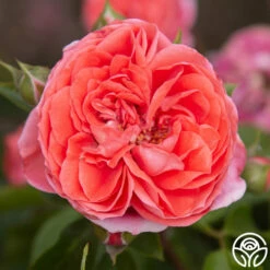 Veranda® Jolie -HEIRLOOM ROSES Sales Jolie Veranda 112