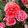 Veranda® Jolie -HEIRLOOM ROSES Sales Jolie Vernada 111