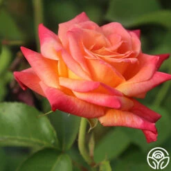 Joseph's Coat -HEIRLOOM ROSES Sales Joseph s Coat 11