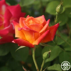 Joseph's Coat -HEIRLOOM ROSES Sales Joseph s Coat 12