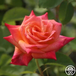 Joseph's Coat -HEIRLOOM ROSES Sales Joseph s Coat 13