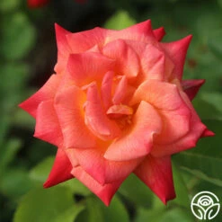 Joseph's Coat -HEIRLOOM ROSES Sales Joseph s Coat 15