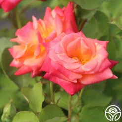 Joseph's Coat -HEIRLOOM ROSES Sales Joseph s Coat 16