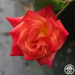 Joseph's Coat -HEIRLOOM ROSES Sales Joseph s Coat 19