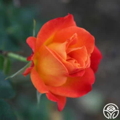 Joseph's Coat -HEIRLOOM ROSES Sales Joseph s Coat 22