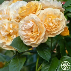 Julia Child™ -HEIRLOOM ROSES Sales Julia Child 15