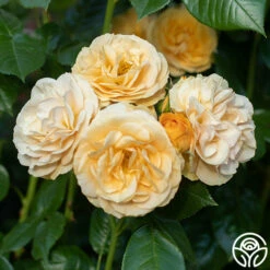 Julia Child™ -HEIRLOOM ROSES Sales Julia Child 16