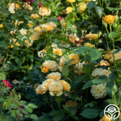 Julia Child™ -HEIRLOOM ROSES Sales Julia Child 17