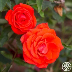 Kanegem -HEIRLOOM ROSES Sales Kanegem 11