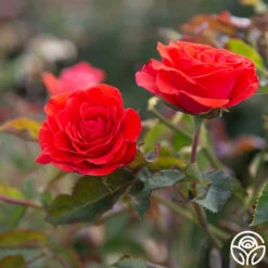 Kanegem -HEIRLOOM ROSES Sales Kanegem 14