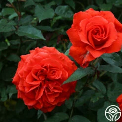 Kanegem -HEIRLOOM ROSES Sales Kanegem 02