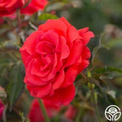 Kanegem -HEIRLOOM ROSES Sales Kanegem 93