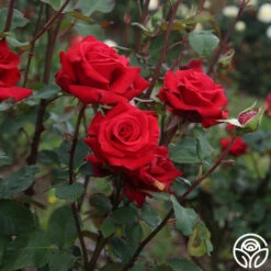 Kardinal™ -HEIRLOOM ROSES Sales Kardinal 11