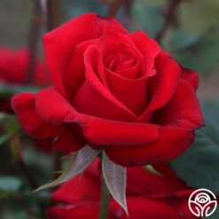 Kardinal™ -HEIRLOOM ROSES Sales Kardinal 15