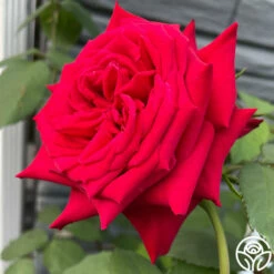 Kardinal™ -HEIRLOOM ROSES Sales Kardinal 19