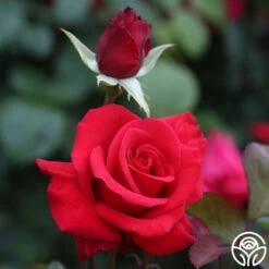 Kardinal™ -HEIRLOOM ROSES Sales Kardinal 22