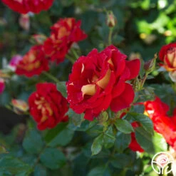 Ketchup & Mustard™ -HEIRLOOM ROSES Sales Ketchup Mustard 11