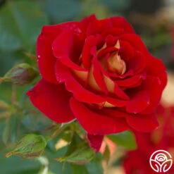 Ketchup & Mustard™ -HEIRLOOM ROSES Sales Ketchup Mustard 12