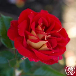 Ketchup & Mustard™ -HEIRLOOM ROSES Sales Ketchup Mustard 122