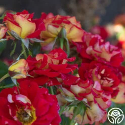 Ketchup & Mustard™ -HEIRLOOM ROSES Sales Ketchup Mustard 145