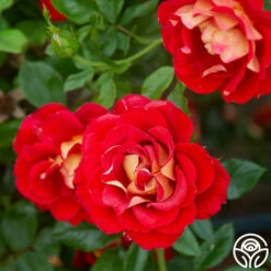 Ketchup & Mustard™ -HEIRLOOM ROSES Sales Ketchup Mustard 15