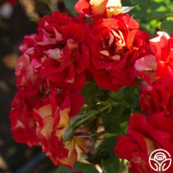 Ketchup & Mustard™ -HEIRLOOM ROSES Sales Ketchup Mustard 188