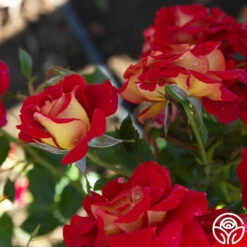 Ketchup & Mustard™ -HEIRLOOM ROSES Sales Ketchup Mustard 19