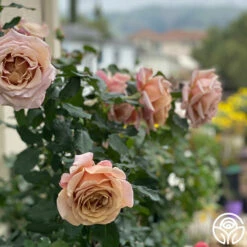 Koko Loko™ -HEIRLOOM ROSES Sales Koko Loko 14235