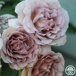 Koko Loko™ -HEIRLOOM ROSES Sales Koko Loko 15 f9a28fbc a844 430e 8a9b 724c64e98b7b