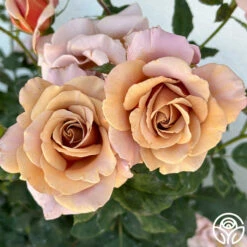 Koko Loko™ -HEIRLOOM ROSES Sales Koko Loko 325