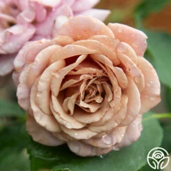 Koko Loko™ -HEIRLOOM ROSES Sales Koko Loko 44