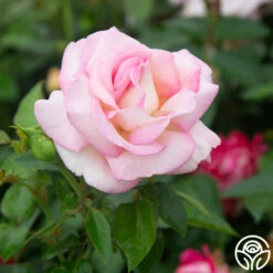 La Fleurette -HEIRLOOM ROSES Sales La Fleurette 11