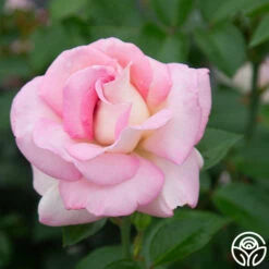 La Fleurette -HEIRLOOM ROSES Sales La Fleurette 132