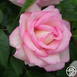 La Fleurette -HEIRLOOM ROSES Sales La Fleurette 2