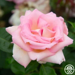 La Fleurette -HEIRLOOM ROSES Sales La Fleurette 3