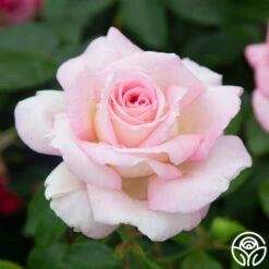 La Fleurette -HEIRLOOM ROSES Sales La Fleurette 5