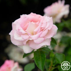 La Fleurette -HEIRLOOM ROSES Sales La Fleurette 6