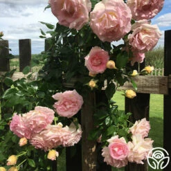 La Fleurette -HEIRLOOM ROSES Sales La Fleurette 8