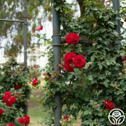 Lady In Red™ -HEIRLOOM ROSES Sales Lady In Red 02