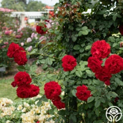 Lady In Red™ -HEIRLOOM ROSES Sales Lady In Red 03