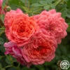 Lady Penelope -HEIRLOOM ROSES Sales Lady Penelope 12
